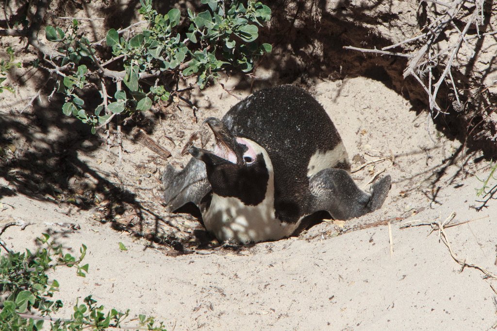 07-Jackass Penguin.jpg - Jackass Penguin